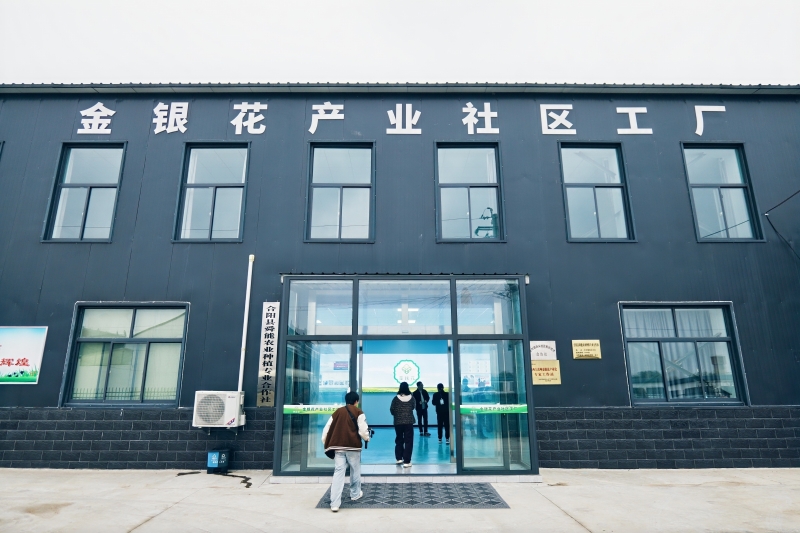 遇见和美乡村丨金银花水你喝过吗?